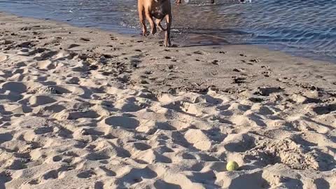 Rhodesian Ridgeback - Playing in the Asbury Park Dog Beach Surf