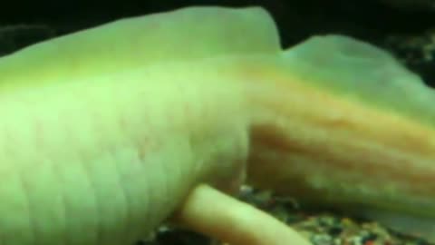 Axolotls: Unveiling the Mysteries
