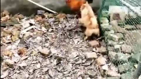 CHICKEN VS DOG FIGHT - FUNNY VIDEO AWESOME