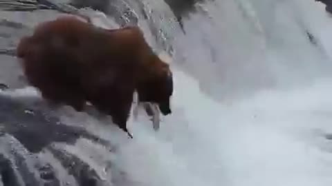 Bear is catching fish. And every time you run away from it. Will he finally succeed?
