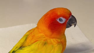 Here's how to get your bird to eat pellets!