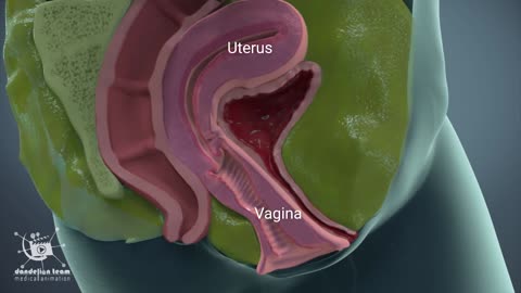 Female orgasm | Female anatomy and biology