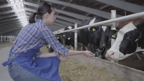 Professional young girl farmer making a tour of the barn on the farm feeding cows