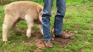 Playful Calf Gives Owner's Legs A Bonk