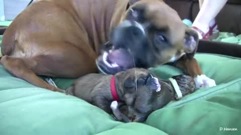 Dog Has Amazing Birth While Standing!!