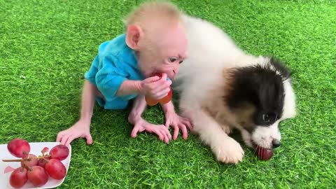 Baby monkey BeBe bath in the bathtub Drink milk and eat fruit with the puppy so cute