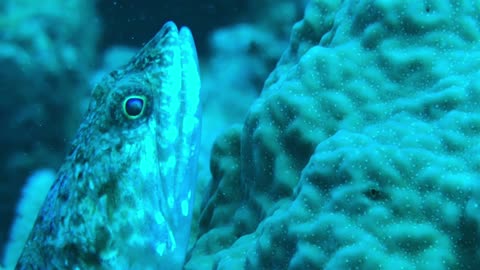 Surprising Closeup View of Lizardfish - No Sound