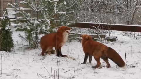 Two foxes are playing in the snow. Are they dancing foxtrot?