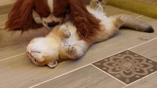 Dog Kisses and Caresses the Cat