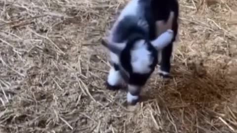 it s so goat baby