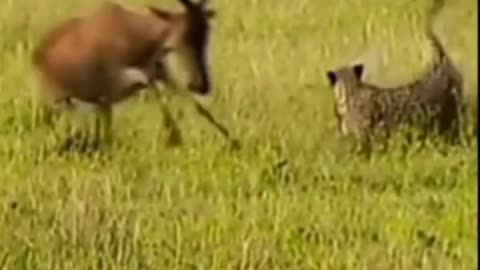 Gazelle Fight with Leopard #short #shorts #viral #youtube #shortsfeed #youtubeshorts #animals