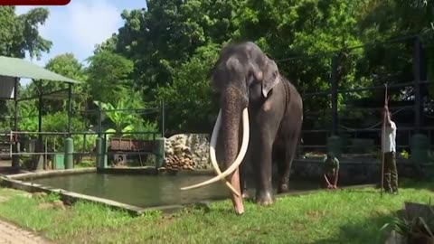 Mistreated Thai elephant Muthu Raja prepares for flight home to Thailand from Sri Lanka
