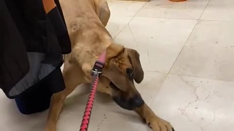 Dog in Clothing Store Gets Scared and Refuses to Walk on Seeing Mannequin With Cat Mask