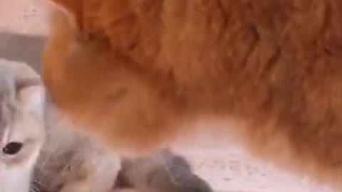 Baby Cats - Cute and Funny Cat Videos Compilation #34 | Aww Animals