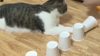 Cat with Cups and Ball Trick