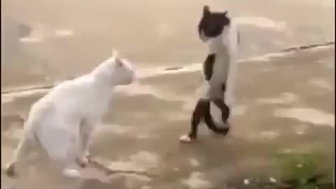 funny cat fight