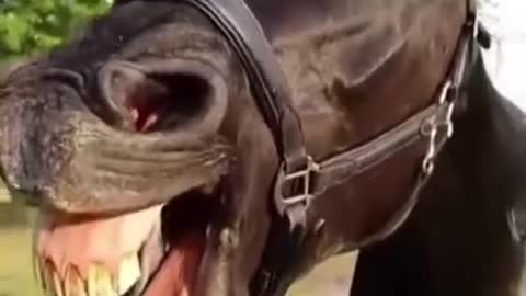 funny animals reels video || Funny horse reel