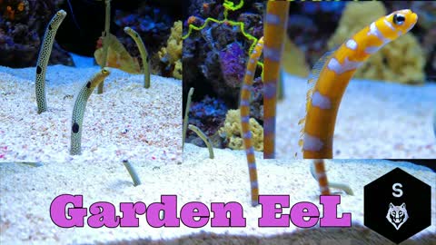 Garden Eel I Spotted and Splendid I Oceanário de Lisboa I Yellow Leaf Scorpion Fish I