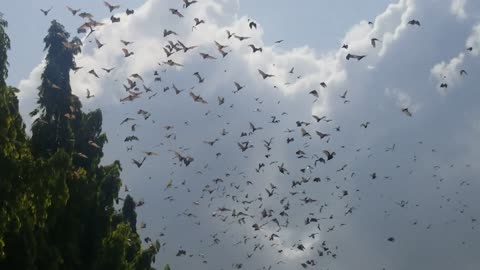 Thousands of Bats Flying During Daytime