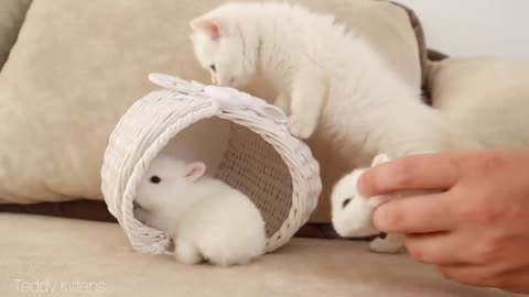 White kitten and tiny bunnies 🥰 That's so cute!