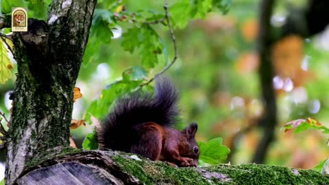 Beautiful Squirrel-for mind relaxation 4K view