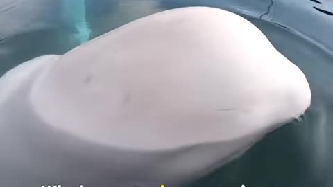 Beluga Whale Steals Camera And Returns It
