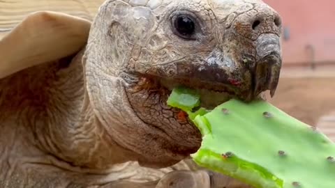 Nom nom nom 🐢✨💕 happy Thursday