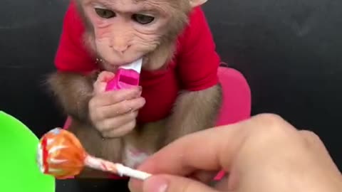 smart monkey