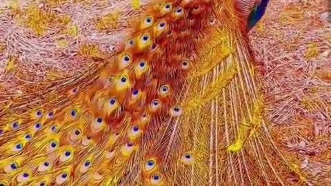 So beautiful golden peacock