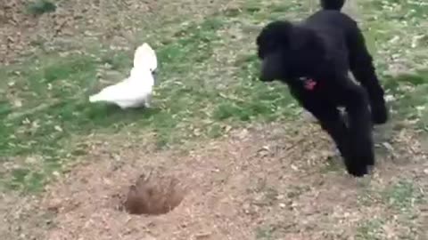 Cockatoo plays tag with dogs