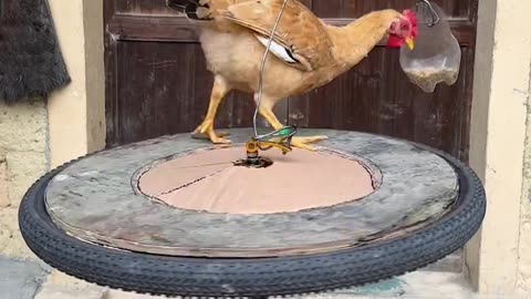 Chicken like Michael Jackson