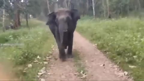 The Real Elephant Attack!!! Oh My God... 😱