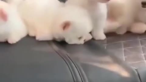 Funny baby cat,dog videos