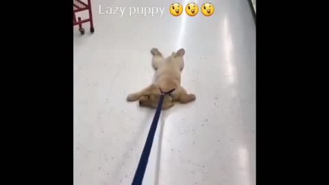 [Cute Animals] lazy puppy in the store #cutepuppy