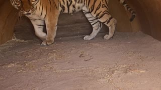 Grumpy Bengal Tiger Hates Mornings