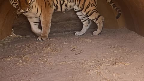 Grumpy Bengal Tiger Hates Mornings