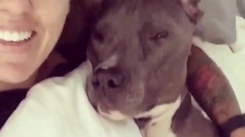 Trying to wake up a pitbull