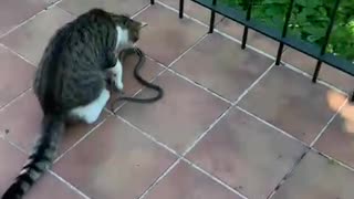 Cat Shake Snake