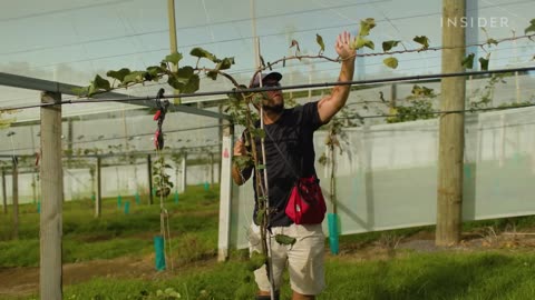 It’s Illegal To Grow This Kiwi - So Expensive