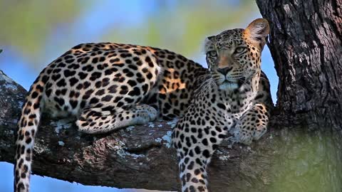 The Leopard is waiting for its prey on the tree
