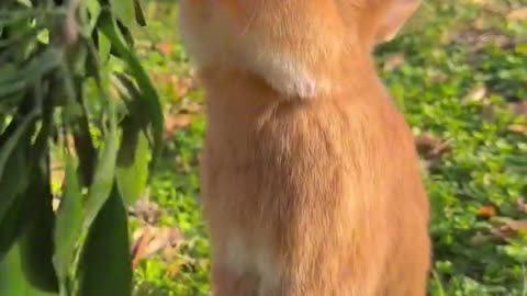 Cute rabbit eat orange 🐇😻