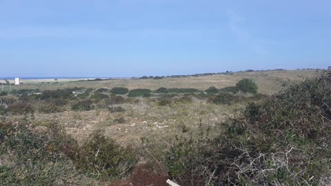 Walking through the vegetation