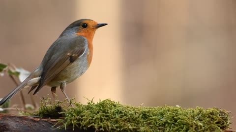 Beautiful Bird Feeding On Grass