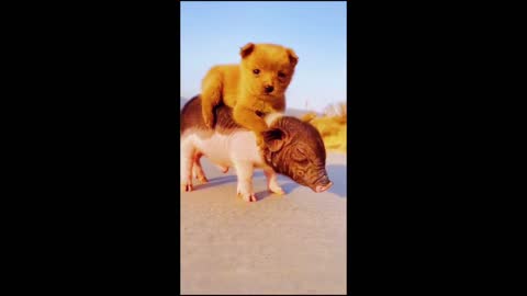 dog riding on pig