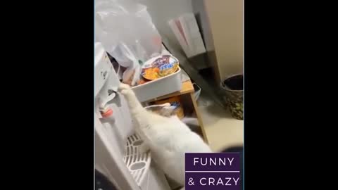Best Pets And Funny Animals Compilation #16 - Funny and Crazy Animals - A Cat
