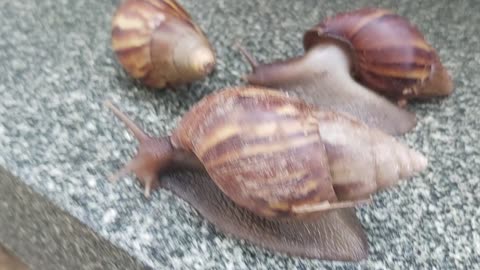 The snail just take a walk outside