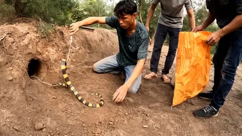 Catch 100 Extremely poisonous Black gold snakes with bare Hands