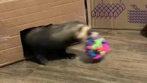 Adorable ferret doesn't want to share his ball anyone. So cute !