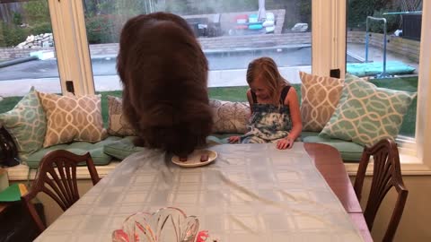 Huge Newfoundland finishes birthday steak in seconds