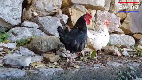 funny rooster